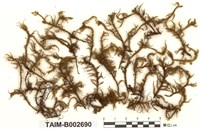 藏品(塔苔)的圖片